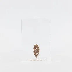 Fallen Leaves (2024) By Mitsuru Koga