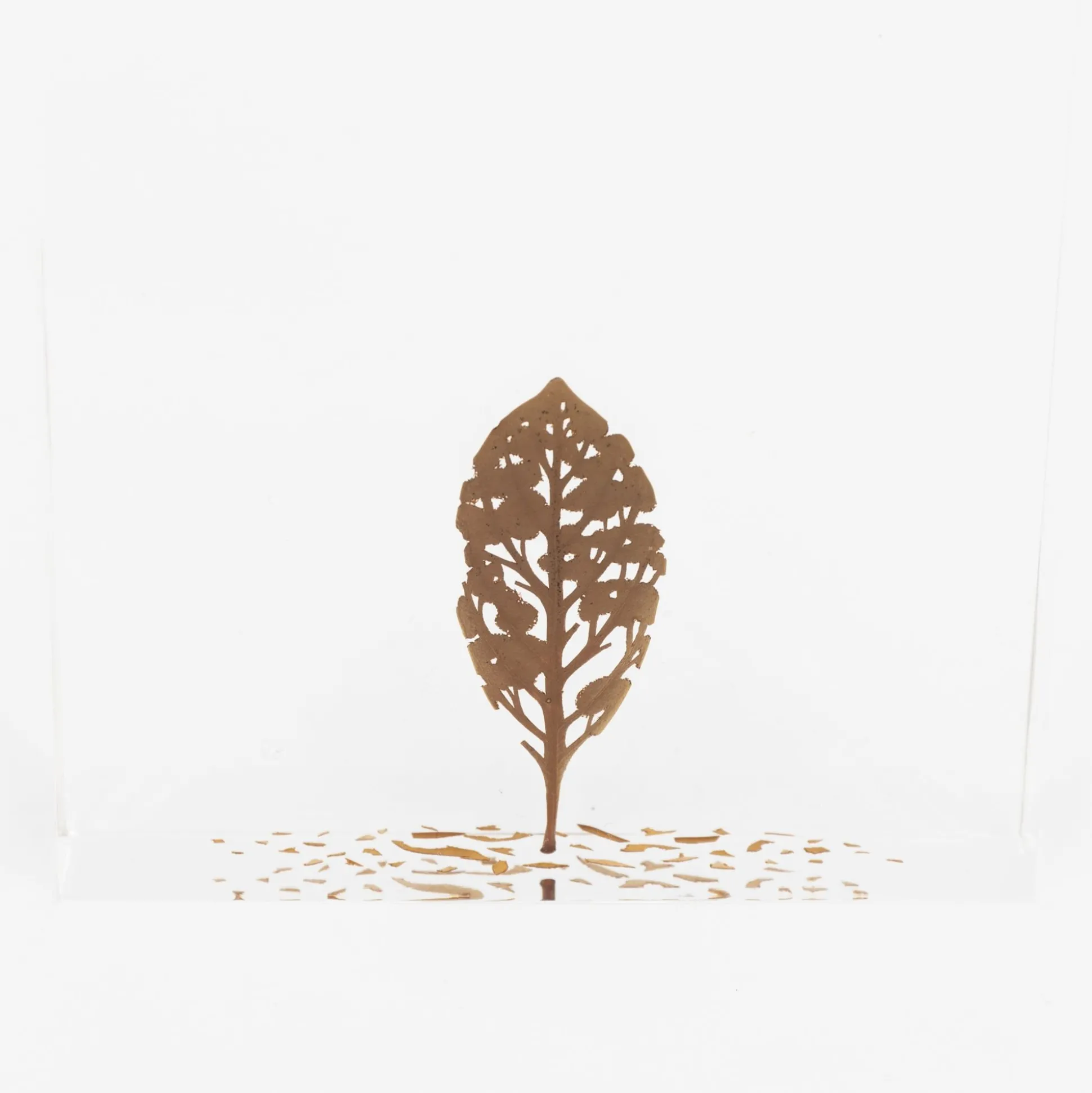 Fallen Leaves (2024) By Mitsuru Koga