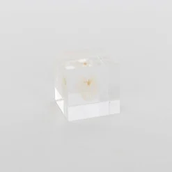 Sola Cube - Apple Of Peru